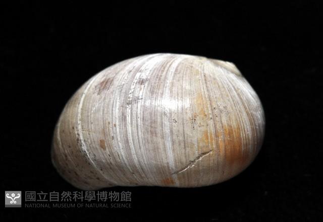 大玉螺藏品圖，第4張