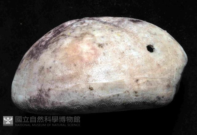 心形緣帶海膽藏品圖，第4張