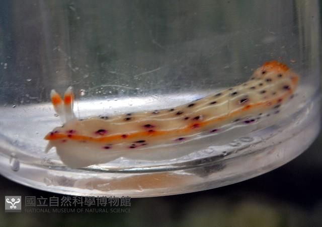斑點高澤海蛞蝓藏品圖，第4張