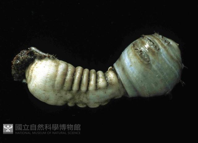 不倒翁蟲藏品圖，第4張