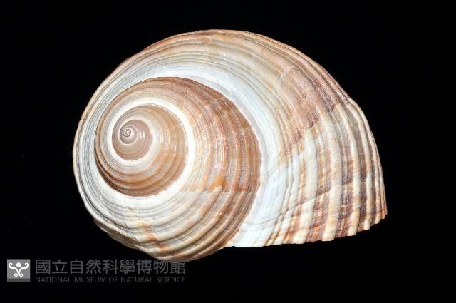 栗色鶉螺藏品圖，第5張