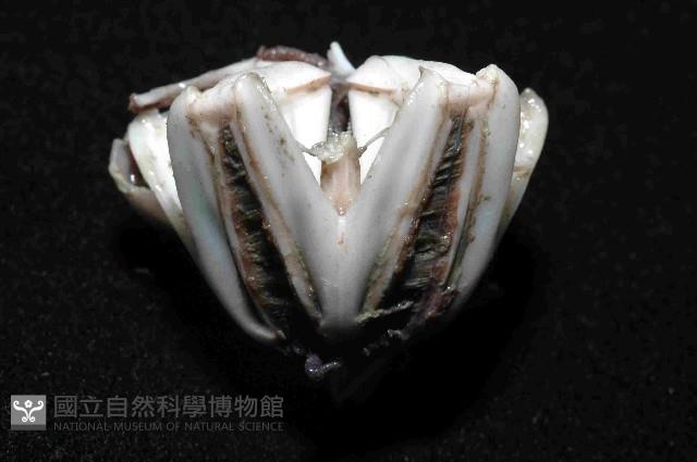 藍紫小肛海膽藏品圖，第4張