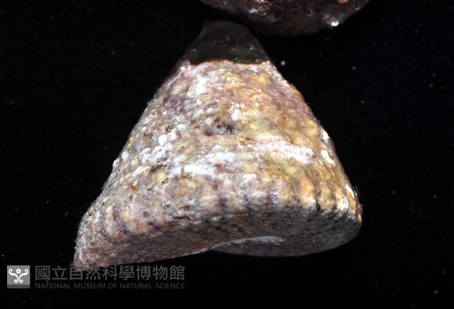 花斑鐘螺藏品圖，第4張