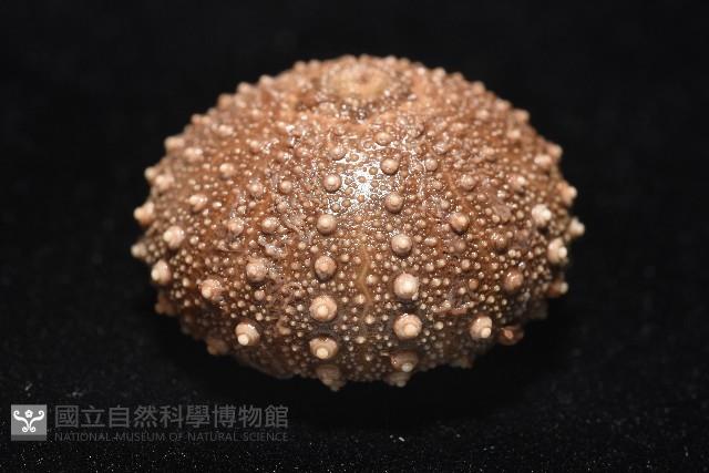 魯氏硬海膽藏品圖，第4張