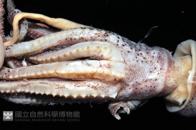 珠雞帆魷藏品圖，第4張