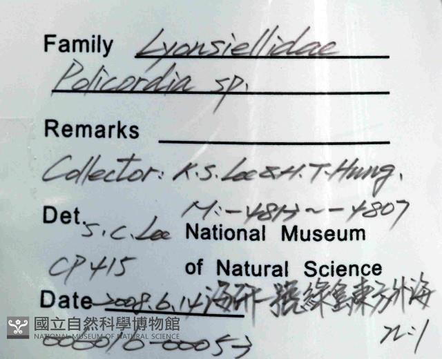 未知種光旋心蛤藏品圖，第4張