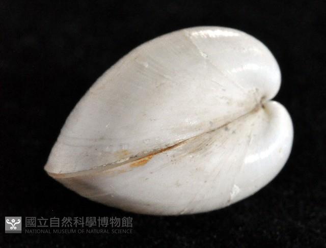白玉杓蛤藏品圖，第4張