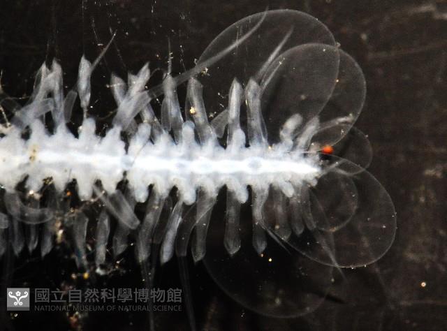 未知種多鱗蟲藏品圖，第4張