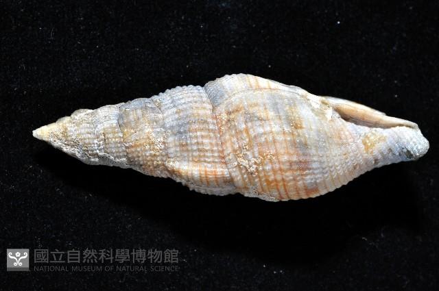梭氏布紋螺藏品圖，第4張