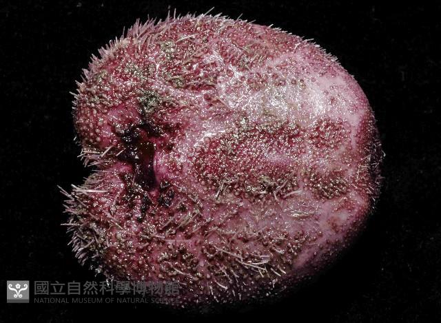 心形緣帶海膽藏品圖，第4張