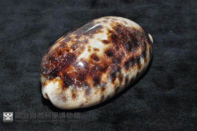叢雲寶螺藏品圖，第4張