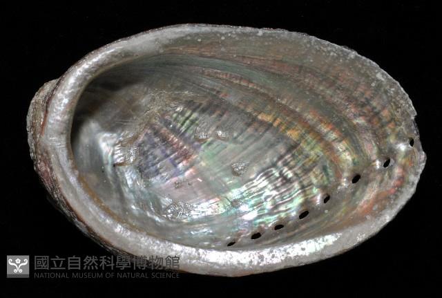 九孔螺藏品圖，第4張