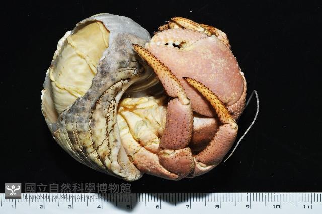短腕陸寄居蟹藏品圖，第4張