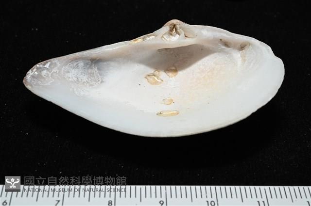 厚蛤藏品圖，第4張