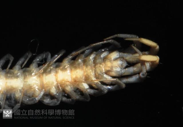 梅峰石蜈蚣藏品圖，第4張