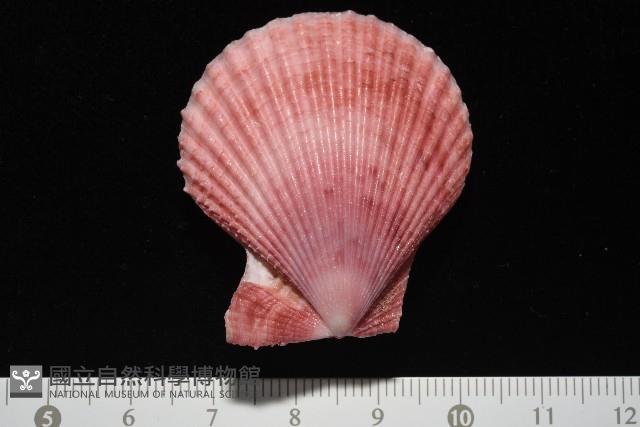 登錄號:007819-00083藏品圖，第4張