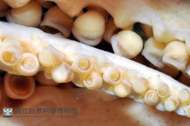 短柔魚藏品圖，第4張