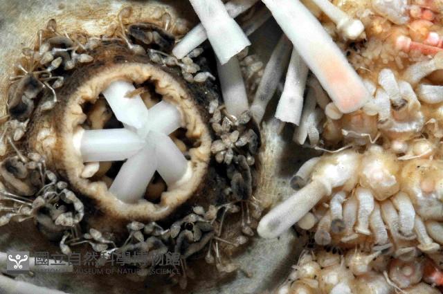 多形浪腔海膽藏品圖，第4張