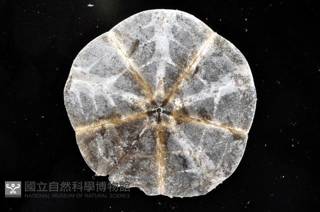 扁平蛛網海膽藏品圖，第4張