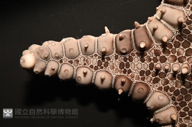 玉緣棘角海星(紫氏麗海星)藏品圖，第4張