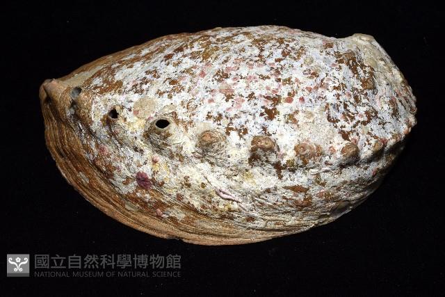 盤鮑螺藏品圖，第4張