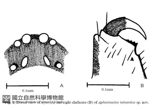 臺灣秘蛛藏品圖，第4張