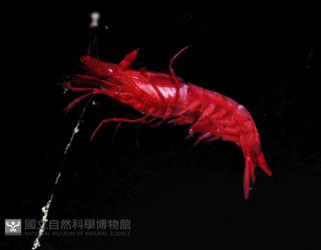 安波岩蝦藏品圖，第4張
