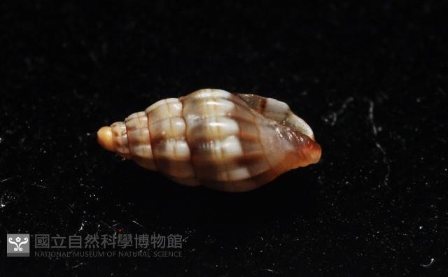 楊氏蛹筆螺藏品圖，第4張