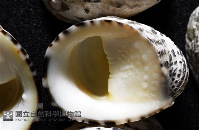漁舟蜑螺藏品圖，第4張
