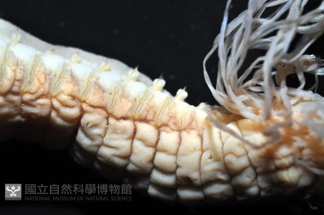 梧棲乳蟄蟲藏品圖，第4張