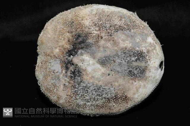 易碎脆心形海膽藏品圖，第4張