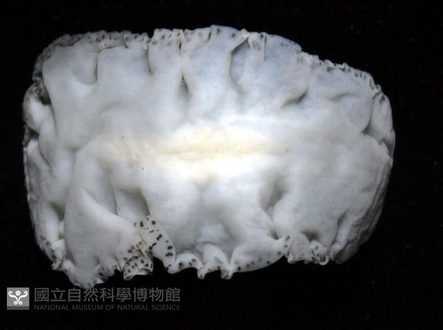 大盤扁蟲藏品圖，第4張