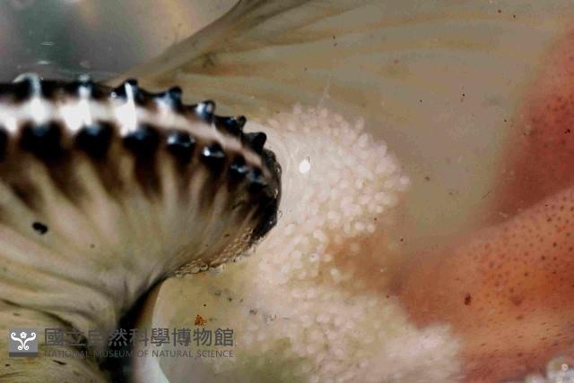 扁船蛸藏品圖，第4張