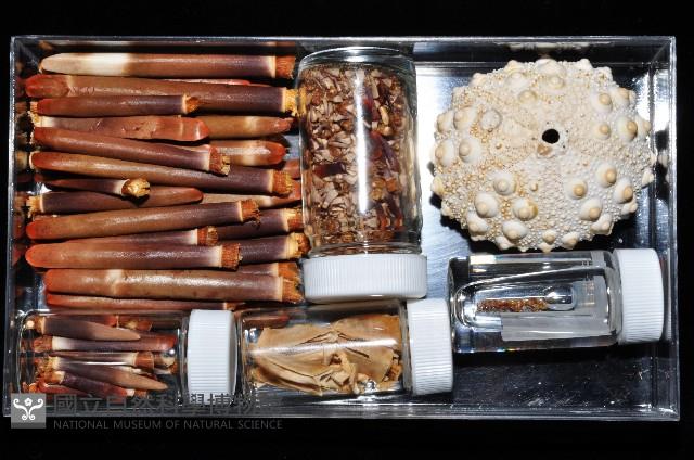 石筆海膽(鉛筆海膽)藏品圖，第4張