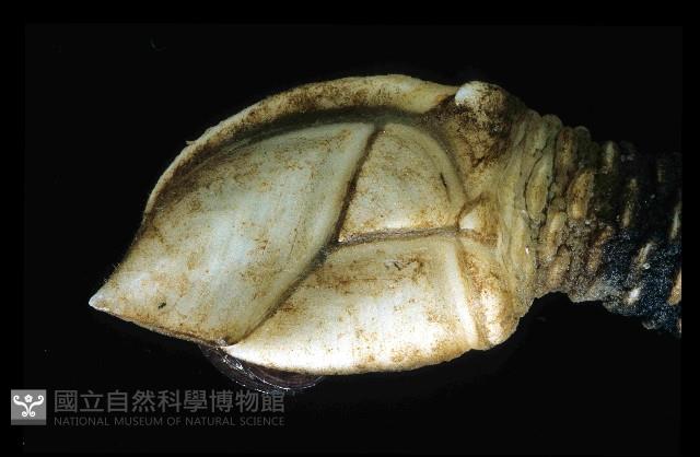 小甲小鎧茗荷藏品圖，第4張