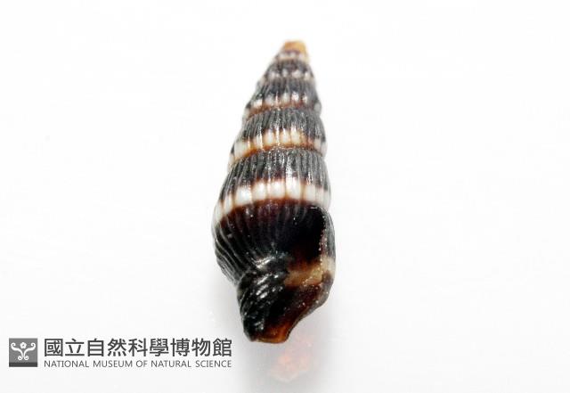 水仙大西洋蛹筆螺藏品圖，第4張