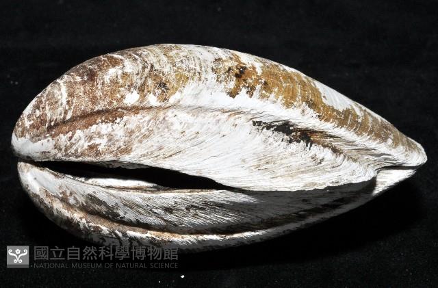 索足蛤藏品圖，第4張