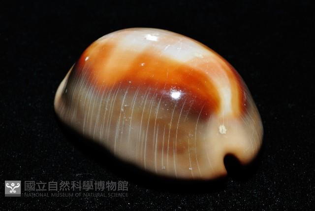 金棗寶螺藏品圖，第4張