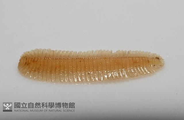 新種雄顎平馬陸藏品圖，第4張