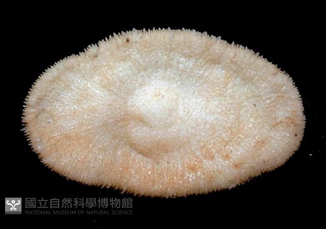 棘狀梳蕈珊瑚藏品圖，第4張