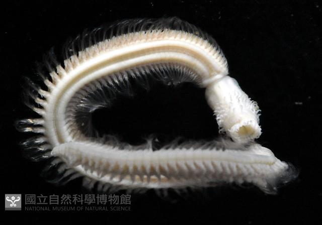 未知種齒吻沙蠶藏品圖，第4張