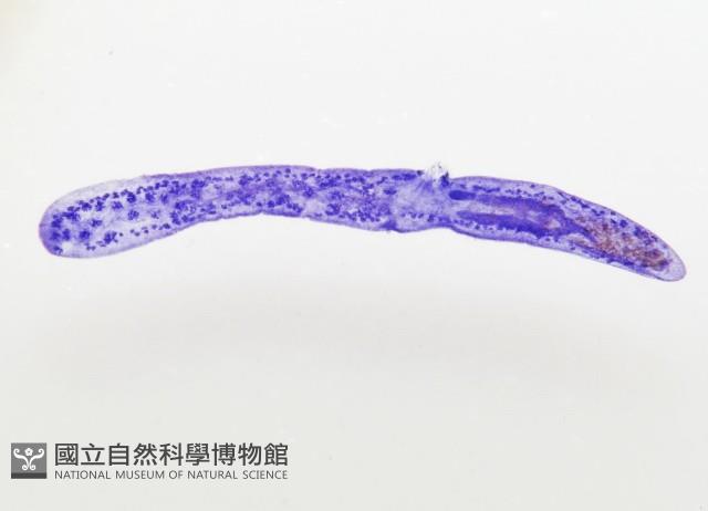 新種葉槽絛蟲藏品圖，第4張