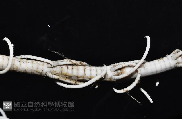 等節海百合之一種藏品圖，第4張