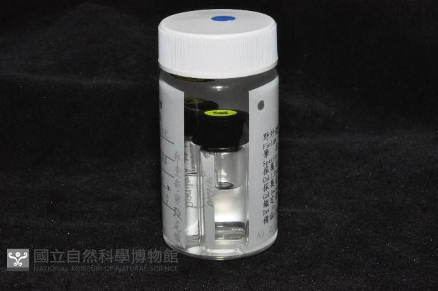 邦查奇異鞭尾蟲(新種)藏品圖，第4張