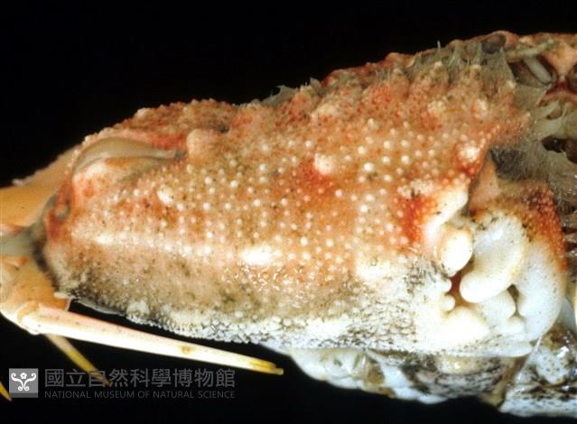 短刺筐形蟹藏品圖，第4張