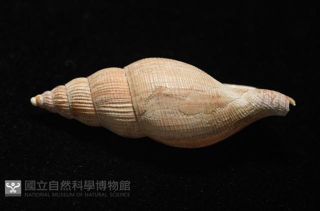 希望布紋螺藏品圖，第4張