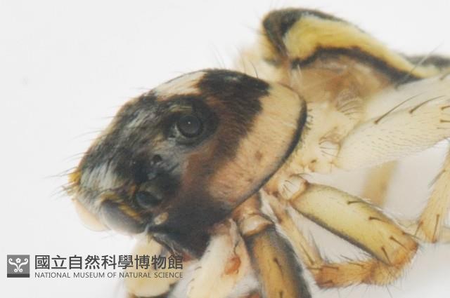 多色金毛蛛藏品圖，第4張