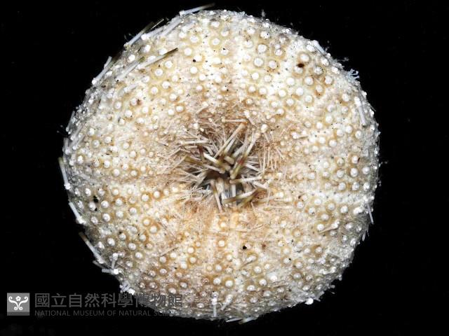 杜氏窪角海膽藏品圖，第4張
