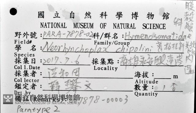 齊柏林新尖額蟹藏品圖，第4張