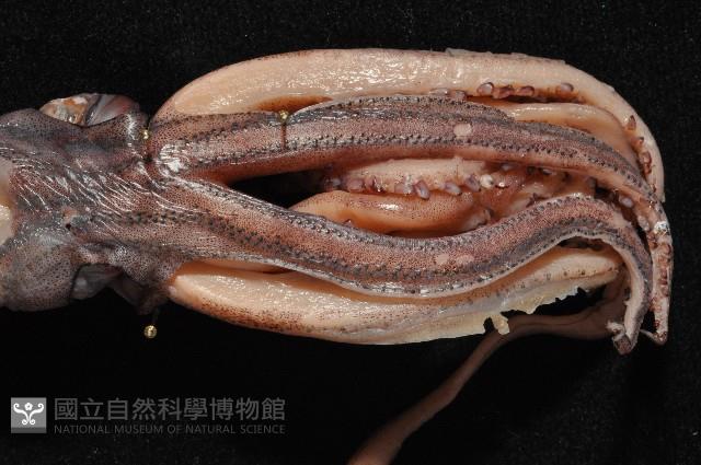 昆氏武裝魷藏品圖，第4張